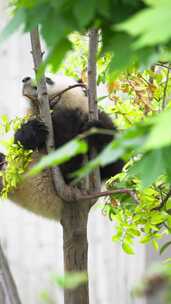 成都大熊猫繁育基地的可爱大熊猫幼崽爬树