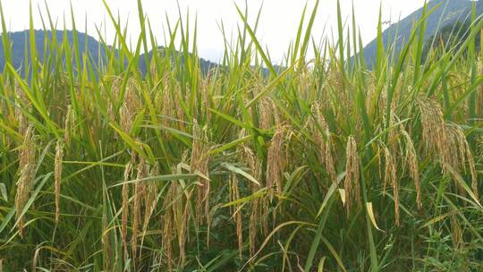 水稻稻谷大米米饭农业粮食丰收