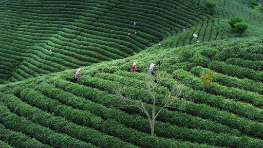 茶山茶园春茶采摘