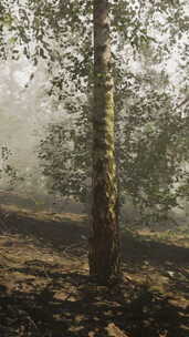一个充满了被雾覆盖的树木的森林