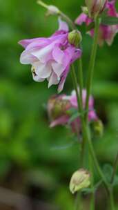 4K植物空镜头素材——耧斗菜