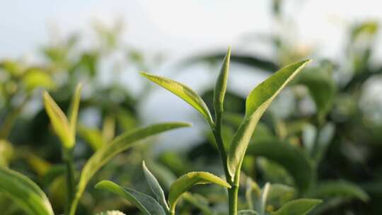 嫩绿茶树茶叶特写