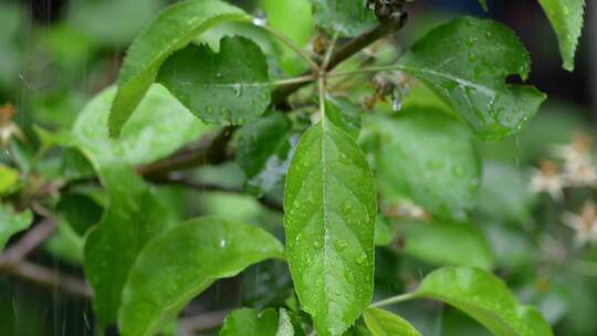 雨天的树枝