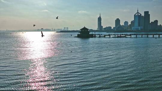 海面上海鸥在飞