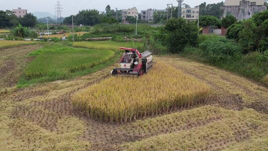 机械收割水稻航拍视频素材模板下载