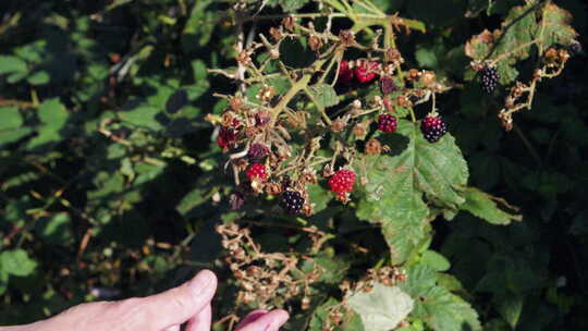 阳光下摘成熟的黑莓