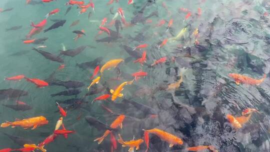 济南五龙潭景区，秋季树叶金黄观赏鱼视频素材模板下载