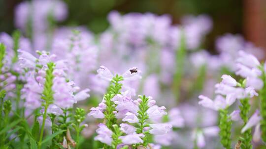 小蜜蜂在花丛中采蜜爬行