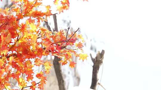 沕沕水生态风景区 枫叶 红 植物 茂密