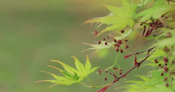 春天唯美枫叶嫩叶枫树开花枫树花