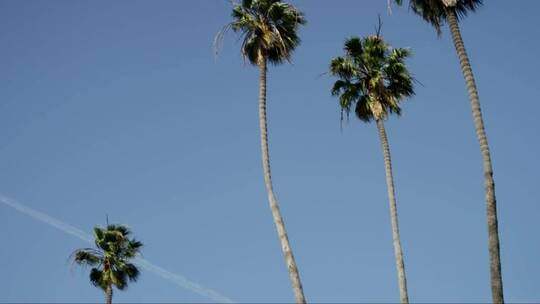 棕榈树和清澈的蓝天