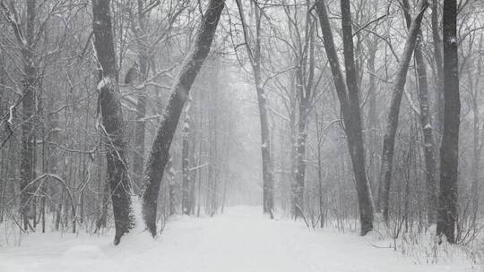 白雪皑皑树枝上的猫头鹰