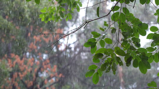 下雨天雨水拍打树叶