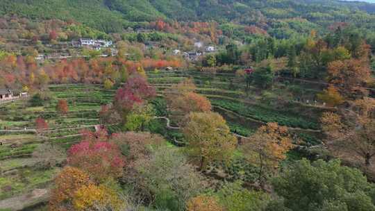 皖南塔川秋色 徽派建筑 赏秋