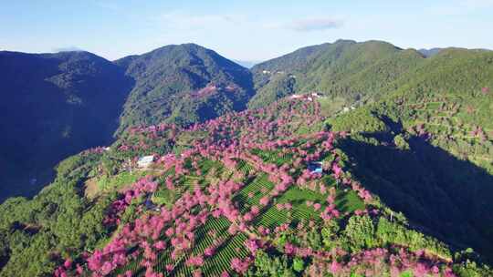 云南大理无量山樱花谷冬樱花和茶园茶树航拍