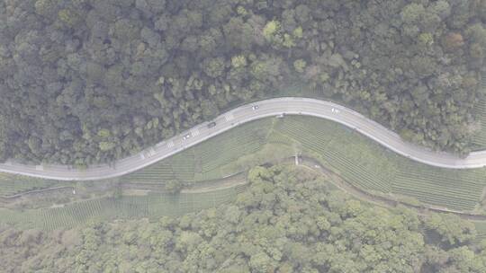 杭州西湖梅家坞茶园茶山