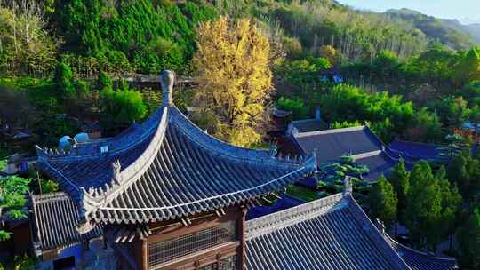 西安古观音禅寺千年银杏树