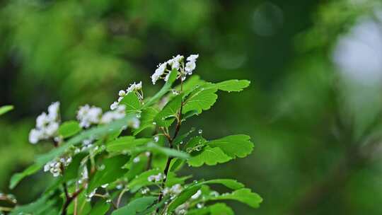 夏季下雨天山林植物树叶水珠特写