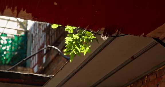 北京胡同 胡同光影 人文北京空镜头