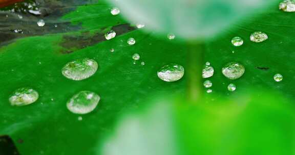 雨后荷叶上的露水珠