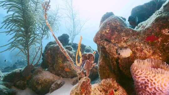 海马，珊瑚，海洋生物，水下