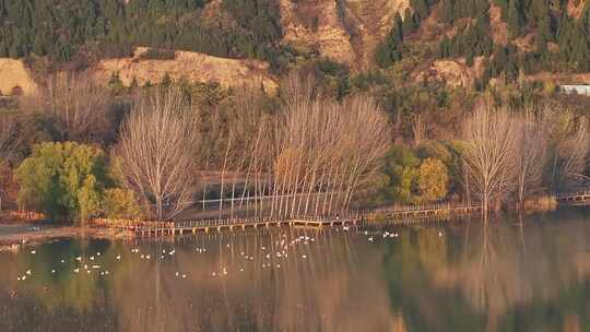 山西平陆大天鹅景区