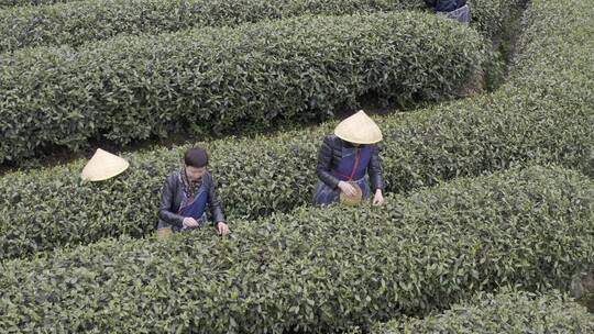 茶茶叶红茶艺采茶泡茶红茶山春茶道茶园农业