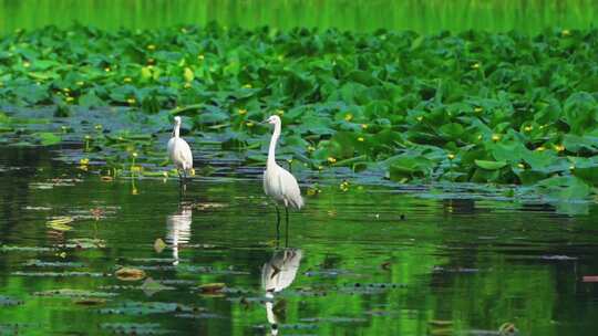 杭州西湖茅家埠春天水面上的白鹭慢镜头