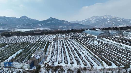 冬天航拍海边雪景大山雪景茶园雪景