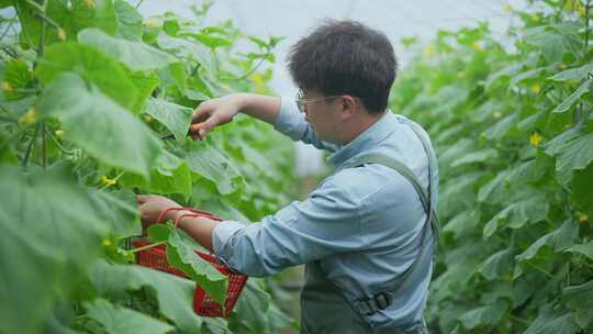 年轻男人蔬菜大棚内采摘小黄瓜