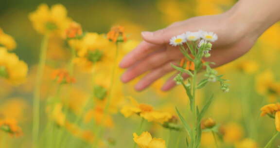 夏日阳光穿透花草手拂花朵