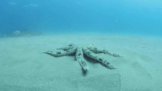 从水肺潜水员的一个大型筛沙海星走在沙滩上的独特水下景观