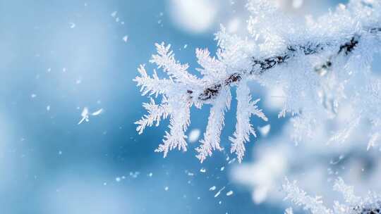 4K冬天树枝花蕊叶子结冰雪景