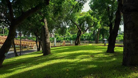 绿树成荫的公园草地风景