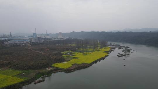 航拍春季百花开油菜花田