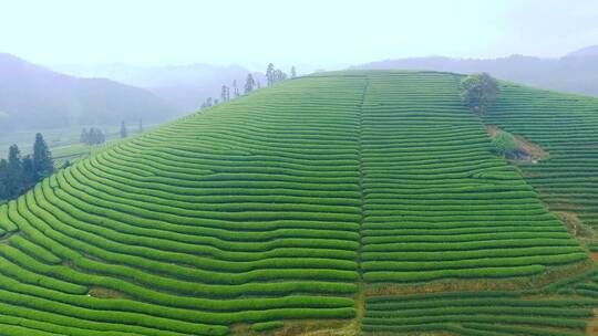 生态茶园