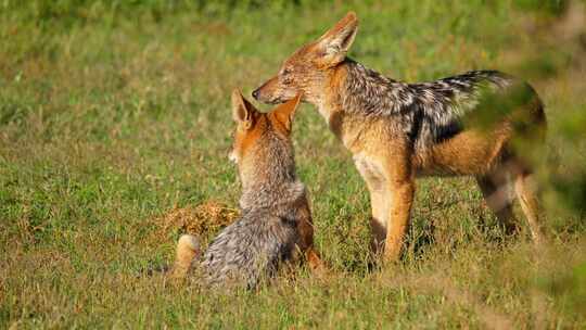 港口阿多国家公园草原上，一只黑背豺狼妈妈给她的小狗梳理毛发