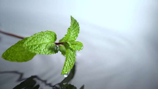 白色背景薄荷叶水珠滴落薄荷落下