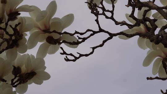 【镜头合集】北京植物园春季白色玉兰花