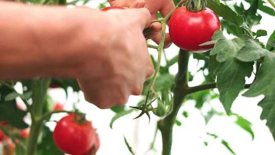 采摘成熟的番茄