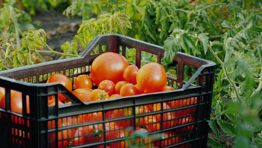 园丁采摘新鲜西红柿