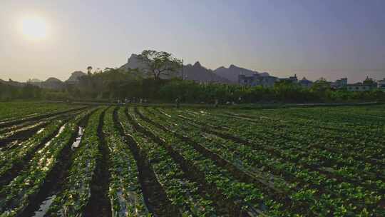 农民菜地淋菜青菜蔬菜种植浇水视频素材模板下载