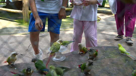 小朋友与鹦鹉一起互动喂食