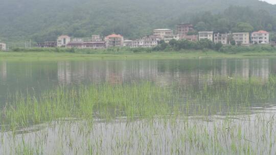 乡村世外桃源小溪溪流自然生态溪边河流