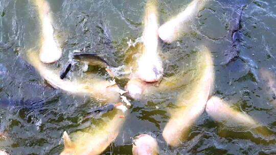 在农场的池塘里喂鱼。很多鱼在等待食物。