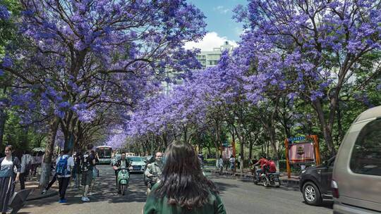 昆明教场中路蓝花楹延时