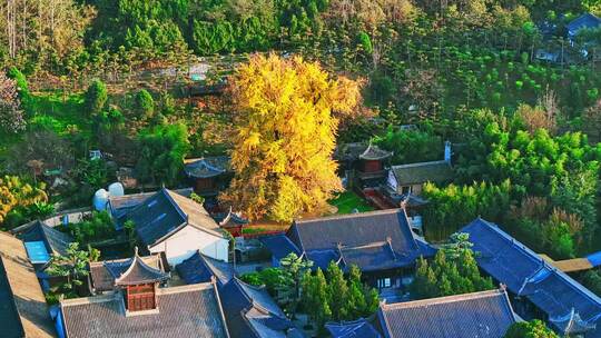 西安古观音禅寺千年银杏树