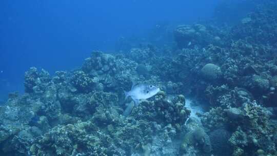 三角鱼，鱼，海洋，水下