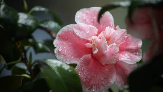 山茶花在雨中