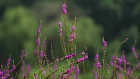 4K花草植物素材——千屈菜